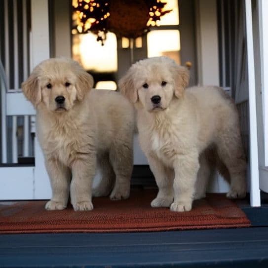 Golden Retriever Puppies breeder image 22