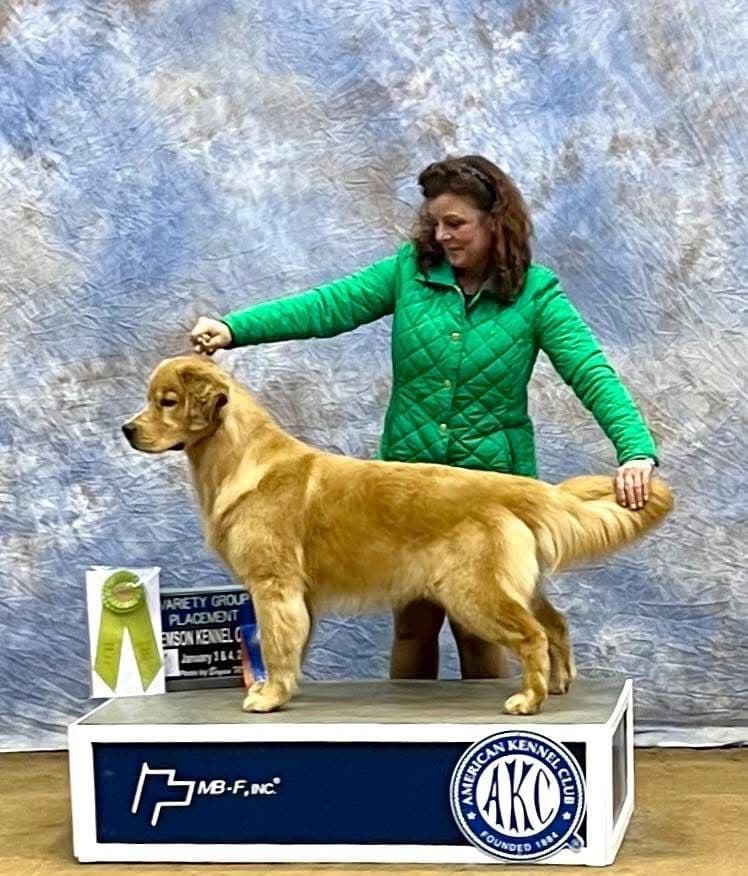 Golden Retriever Puppies breeder image 12