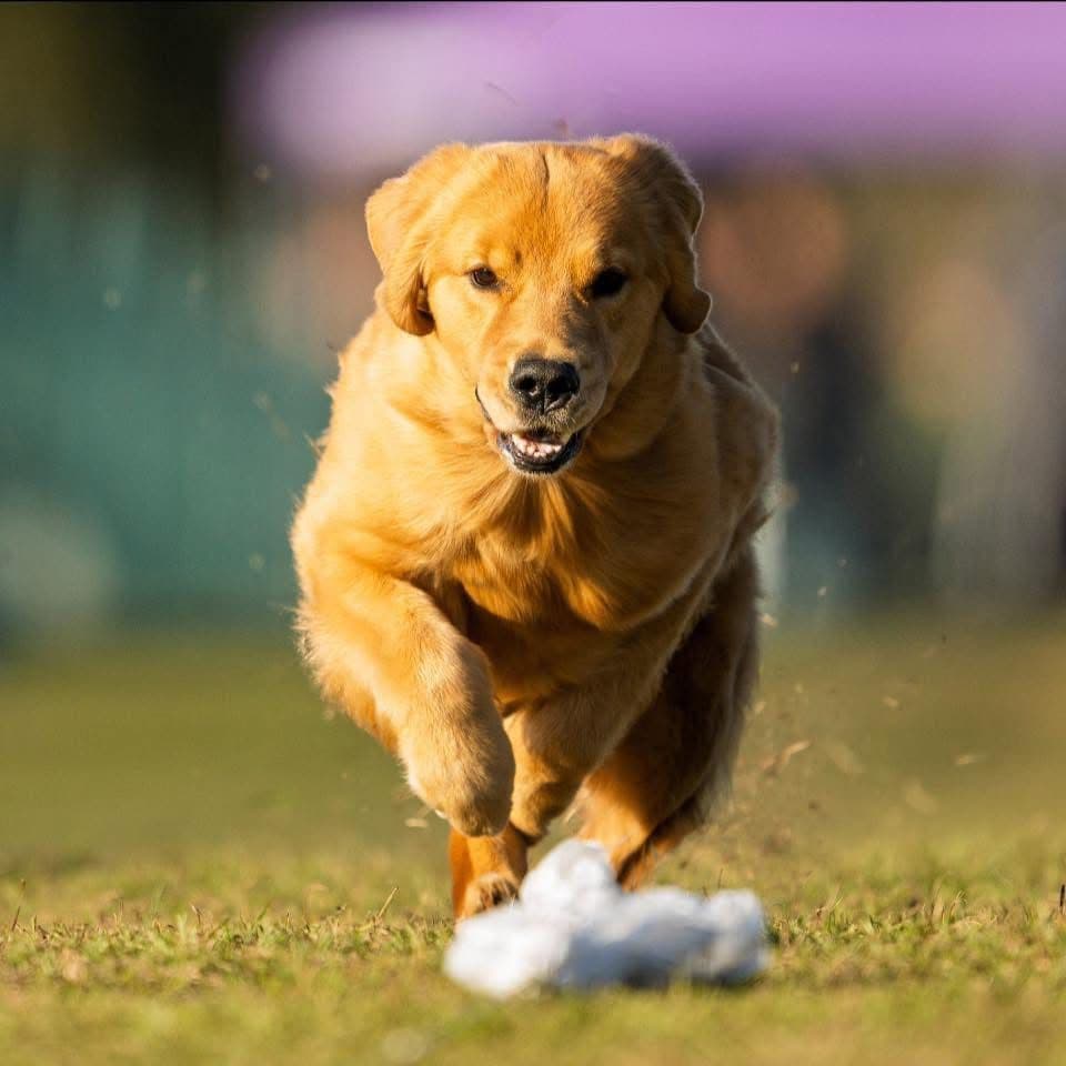 Golden Retriever Puppies breeder image 7