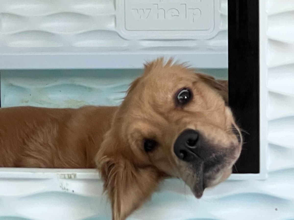 Golden Retriever Puppies breeder image 17
