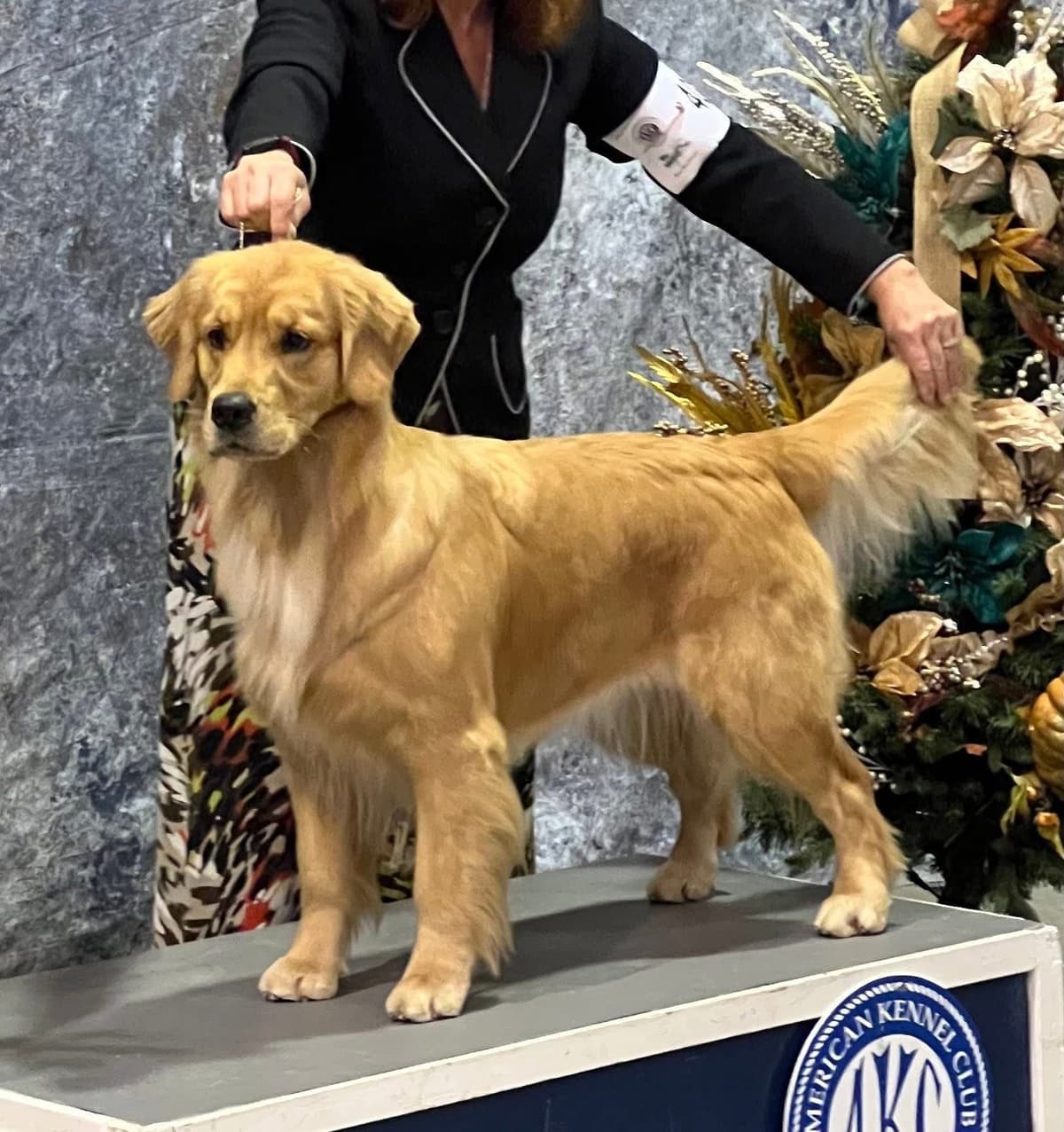 Golden Retriever Puppies breeder image 16