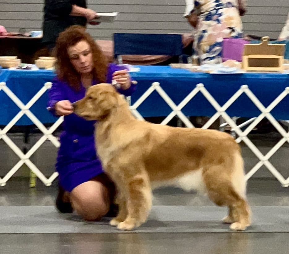 Golden Retriever Puppies breeder image 18