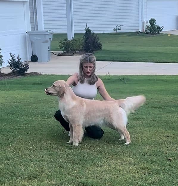 Golden Retriever Puppies breeder image 26
