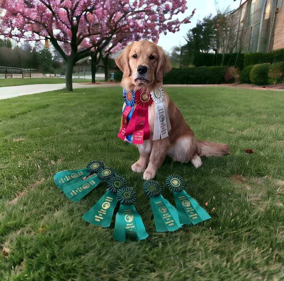 Golden Retriever Puppies breeder image 19