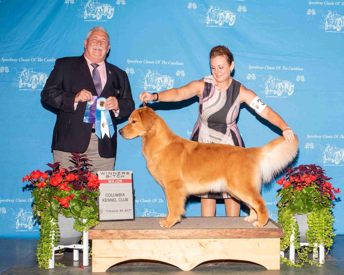 Golden Retriever Puppies breeder image 3