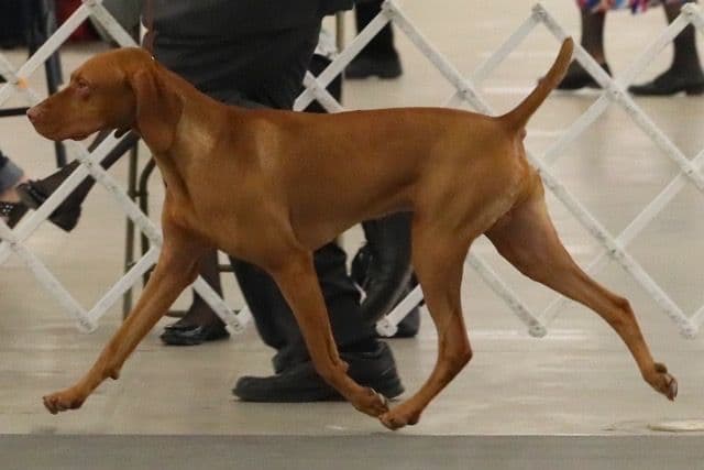 Vizsla Puppy - AKC Registered / Excellent Temperament breeder image 1