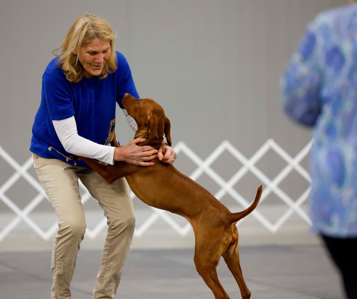 Vizsla Puppy - AKC Registered / Excellent Temperament breeder image 2