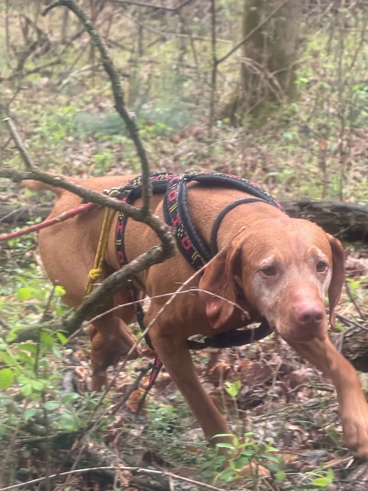 Vizsla Puppy - AKC Registered / Excellent Temperament breeder image 3