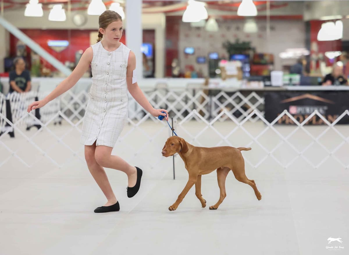 Vizsla Puppy - AKC Registered / Excellent Temperament breeder image 6