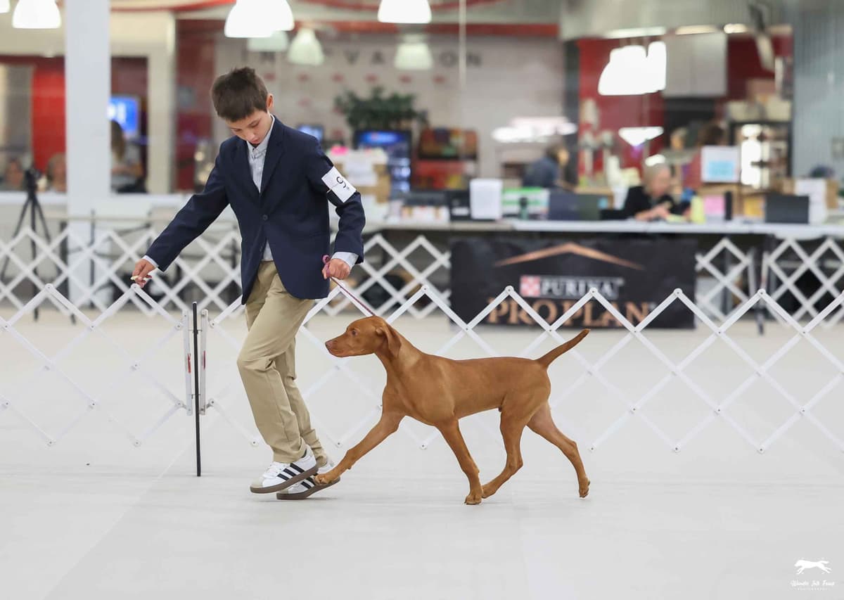 Vizsla Puppy - AKC Registered / Excellent Temperament breeder image 7