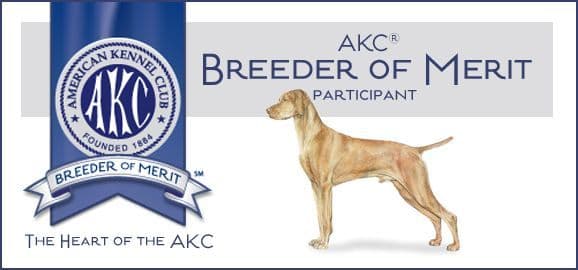 Vizsla Puppy - AKC Registered / Excellent Temperament breeder image 9