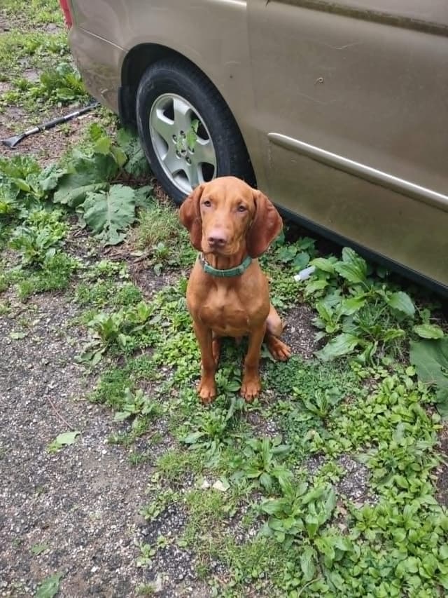 Vizsla Puppy - AKC Registered / Excellent Temperament media 2
