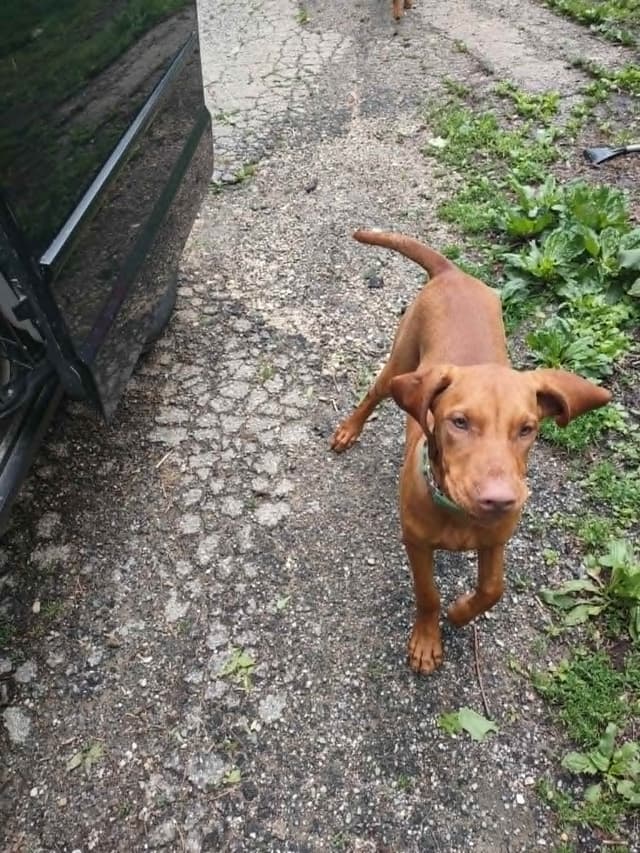 Vizsla Puppy - AKC Registered / Excellent Temperament media 6
