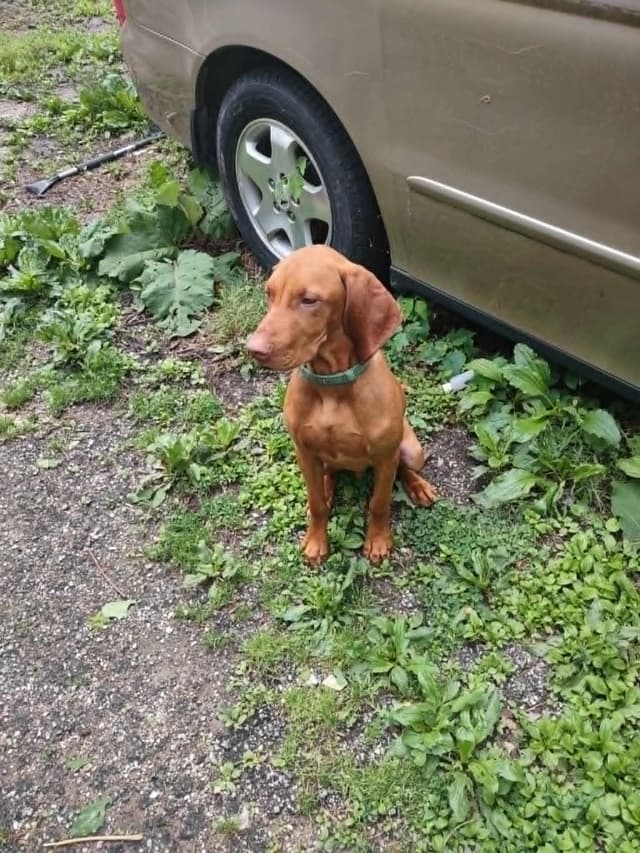 Vizsla Puppy - AKC Registered / Excellent Temperament media 7