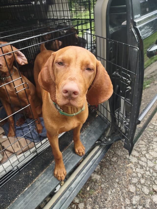 Vizsla Puppy - AKC Registered / Excellent Temperament media 8