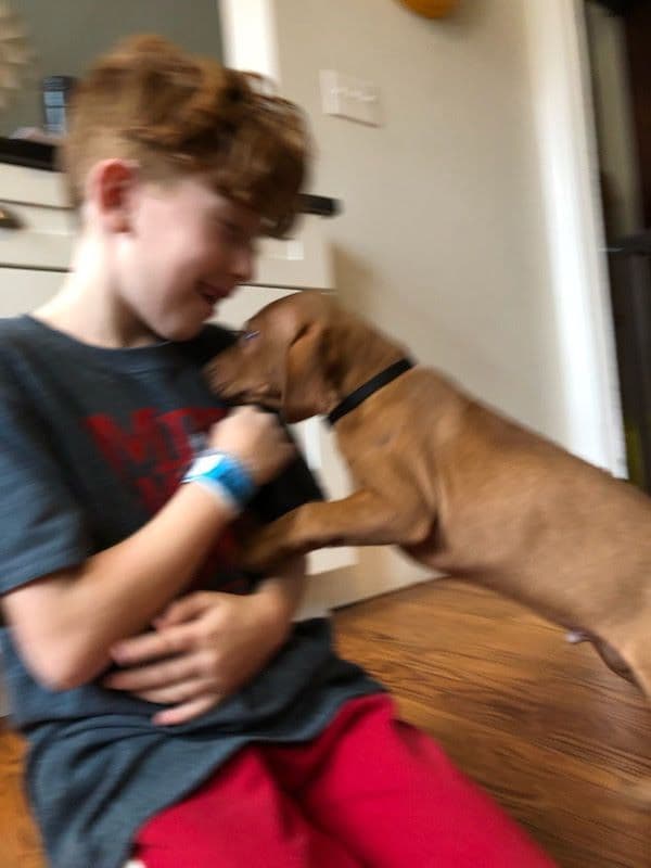 Vizsla Puppy - AKC Registered / Excellent Temperament breeder image 11