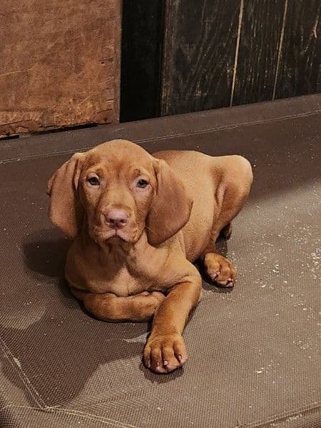 Vizsla Puppy - AKC Registered / Excellent Temperament breeder image 12