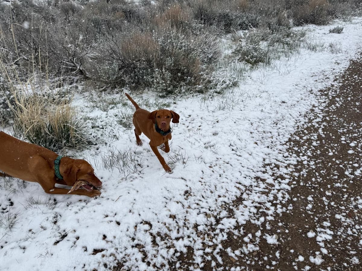 Vizsla Puppy - AKC Registered / Excellent Temperament breeder image 14