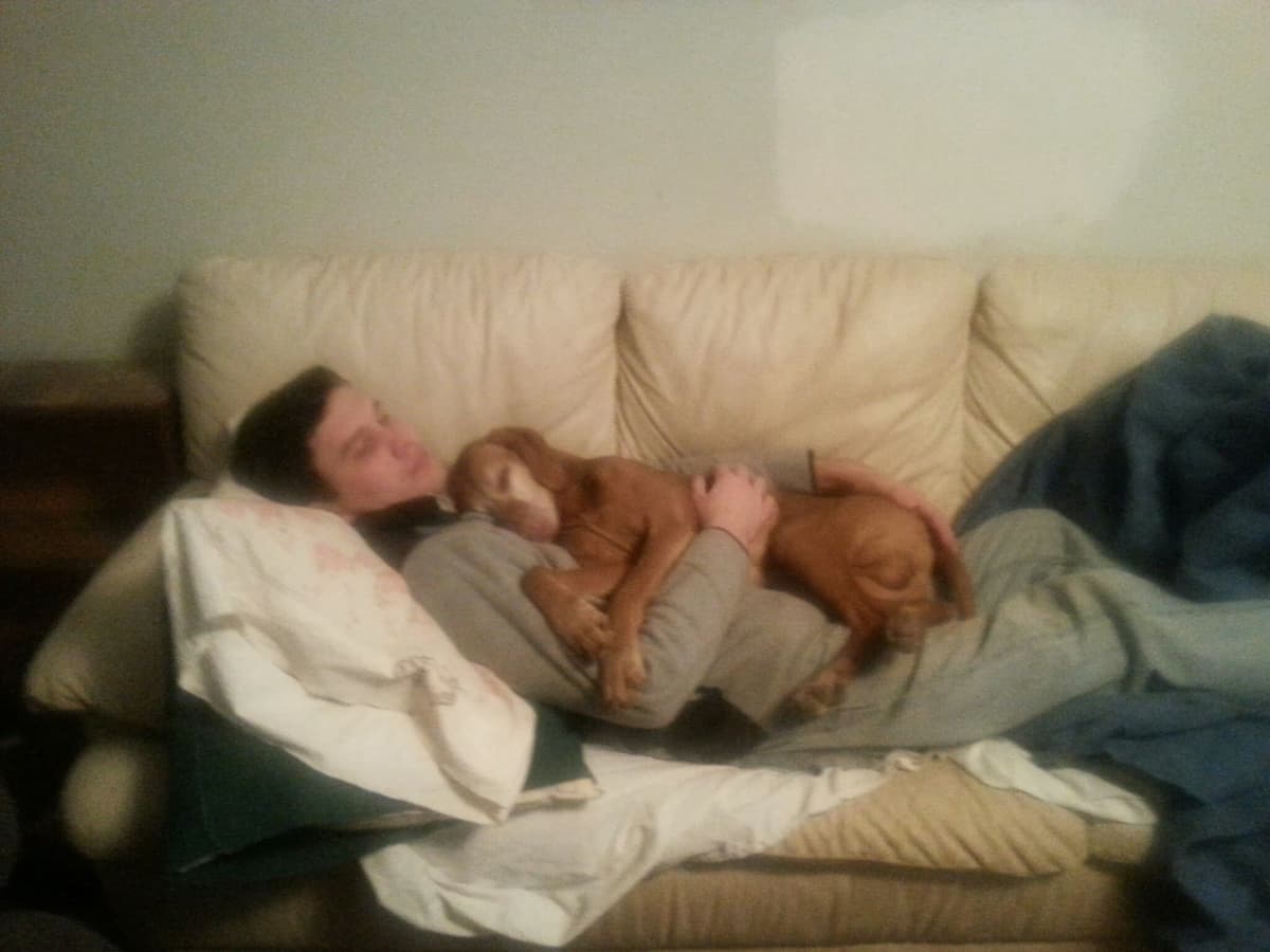 Vizsla Puppy - AKC Registered / Excellent Temperament breeder image 15