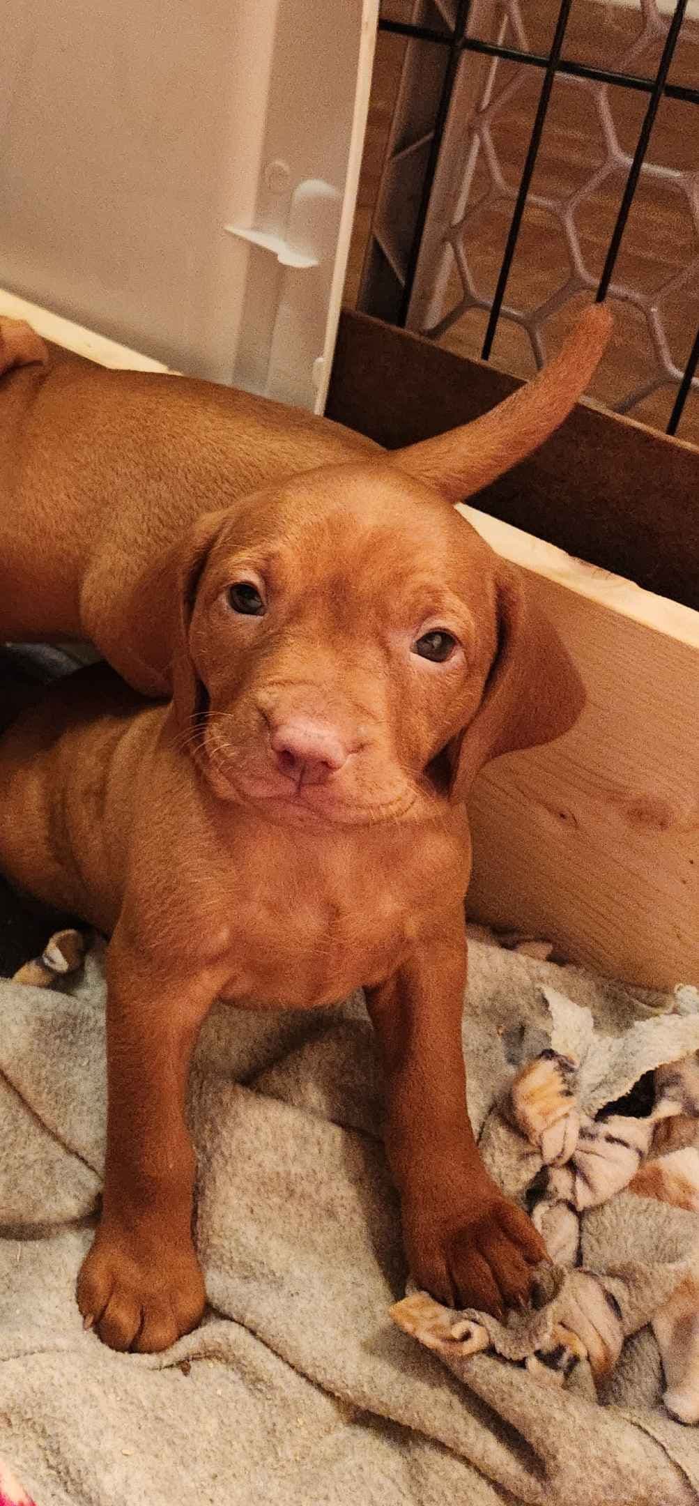 Vizsla Puppy - AKC Registered / Excellent Temperament breeder image 17