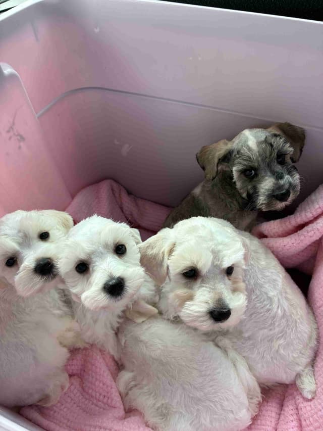 Miniature Schnauzer Puppies media 3