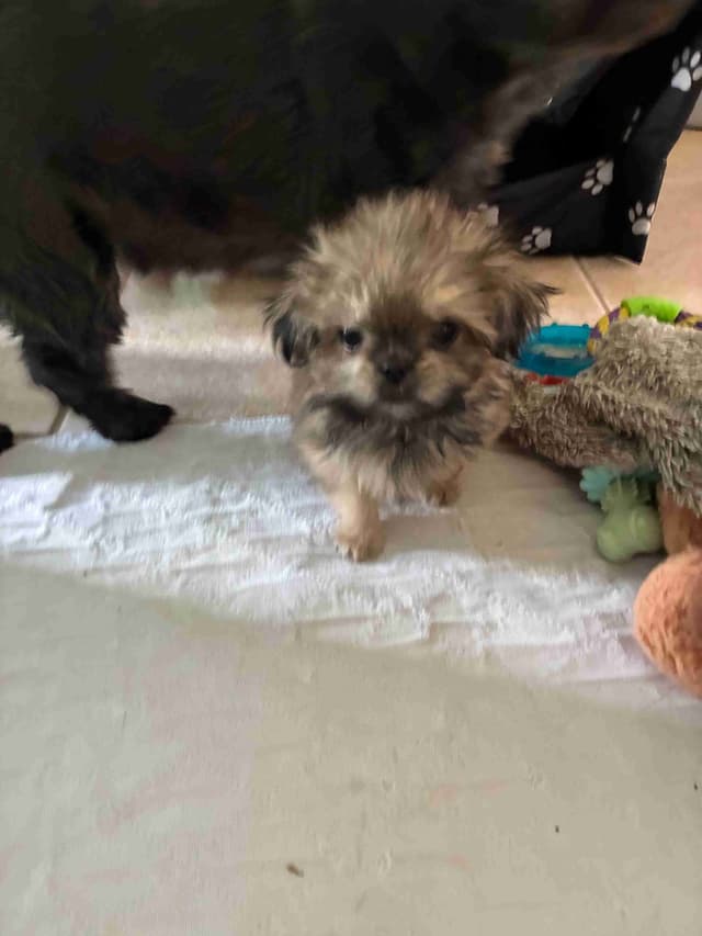 Shih Tzu Puppies media 3