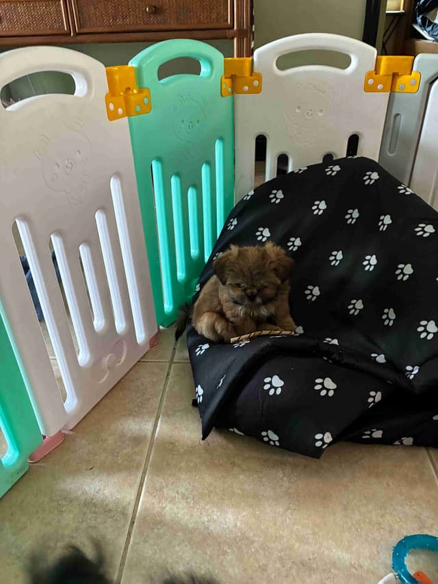 Shih Tzu Puppies media 4