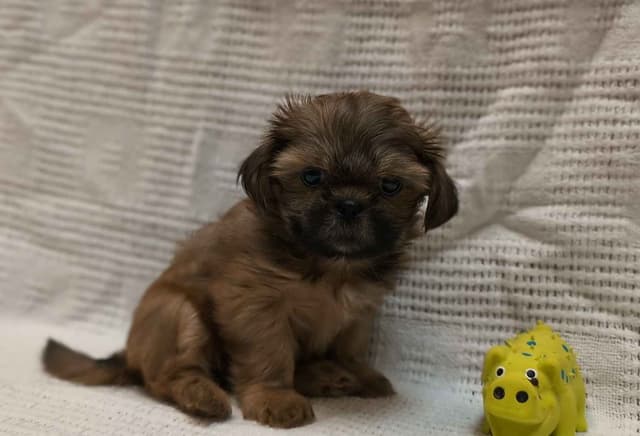 Shih Tzu Puppies media 5