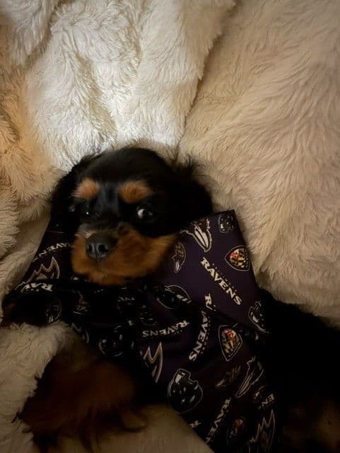 Cavalier King Charles Spaniel Puppies media 4