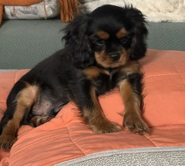 Cavalier King Charles Spaniel Puppies media 3