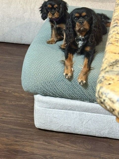 Cavalier King Charles Spaniel Puppies media 2