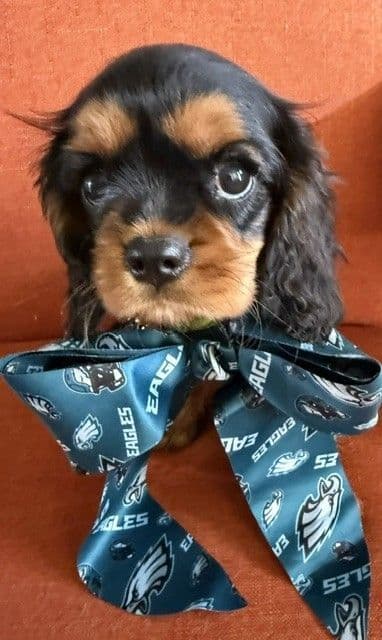Cavalier King Charles Spaniel Puppies media 5