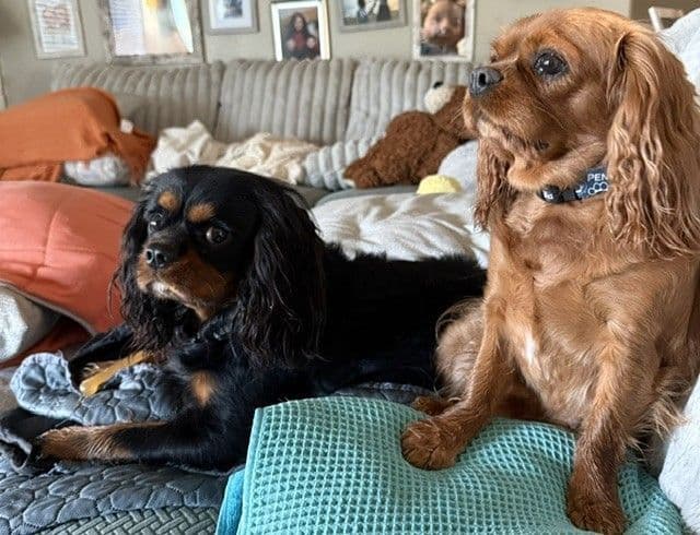 Cavalier King Charles Spaniel Puppies media 6