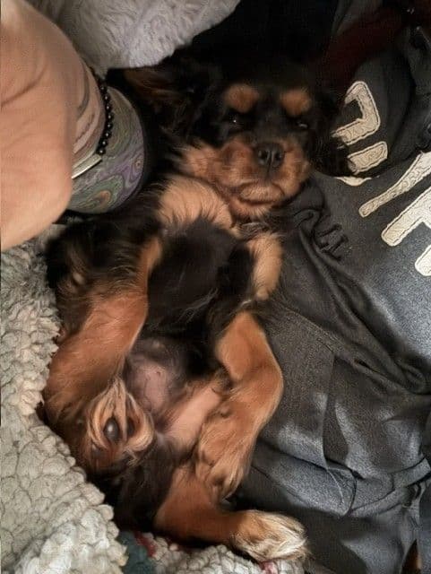 Cavalier King Charles Spaniel Puppies media 7