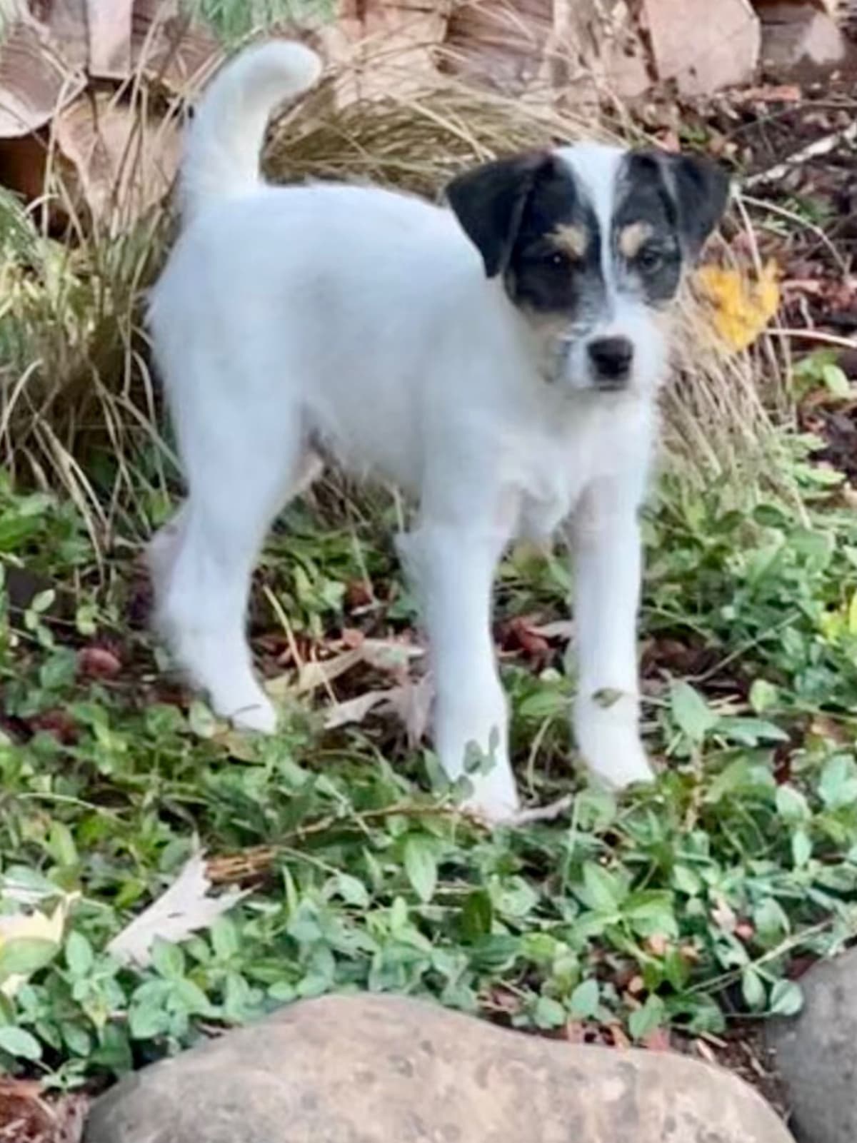 Parson Russell Terrier Puppies breeder image 2