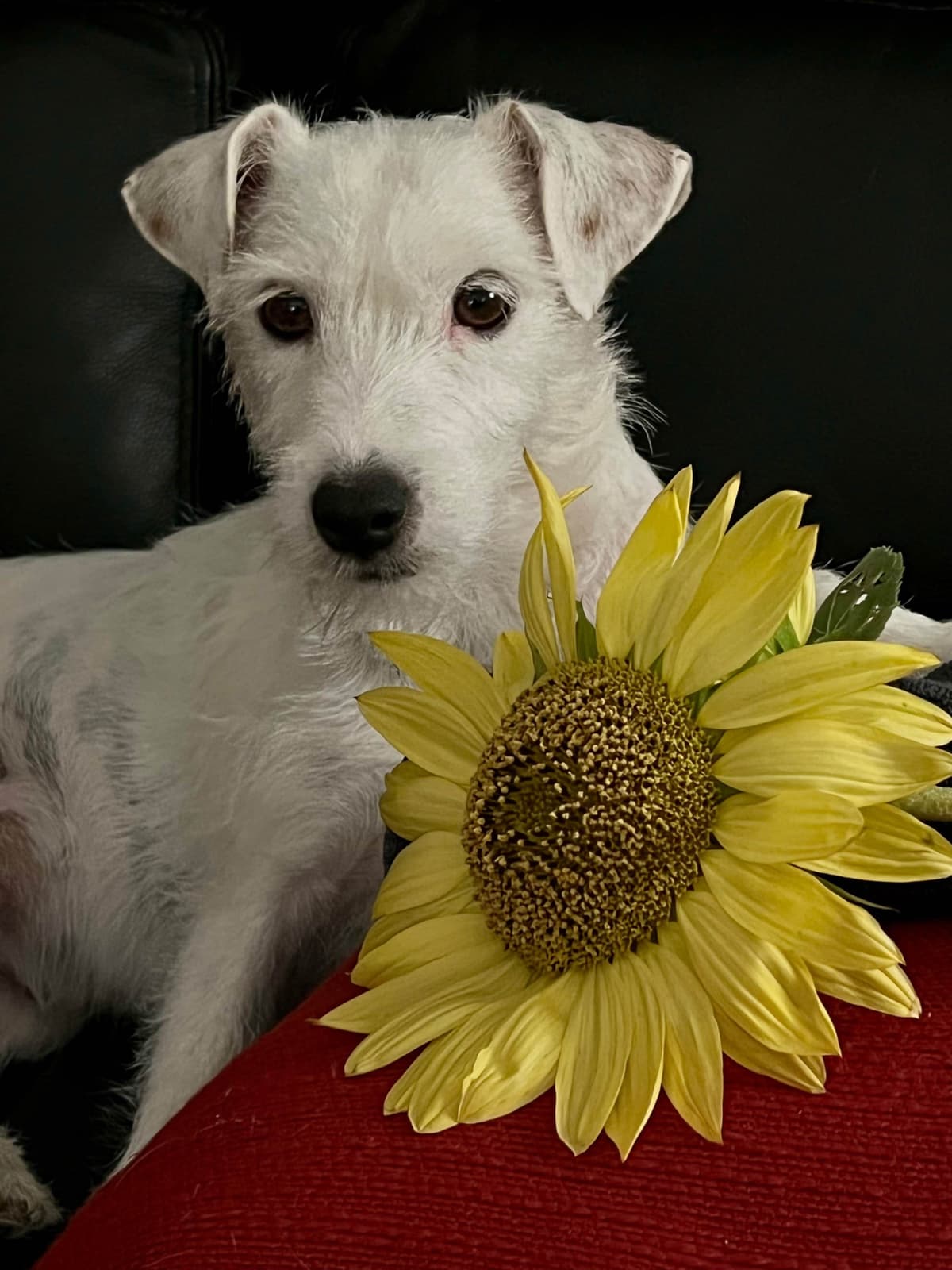 Parson Russell Terrier Puppies breeder image 4