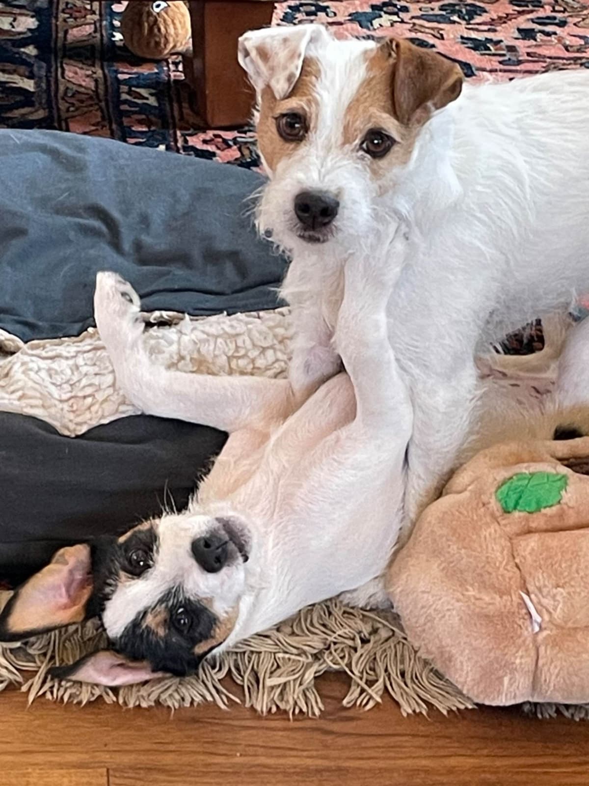 Parson Russell Terrier Puppies breeder image 6