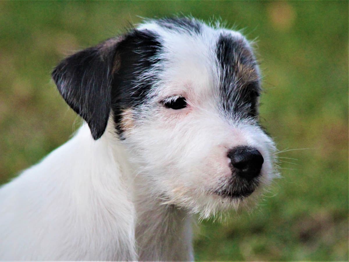 Parson Russell Terrier Puppies breeder image 8