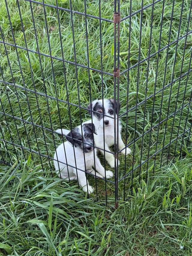 Parson Russell Terrier Puppies media 2
