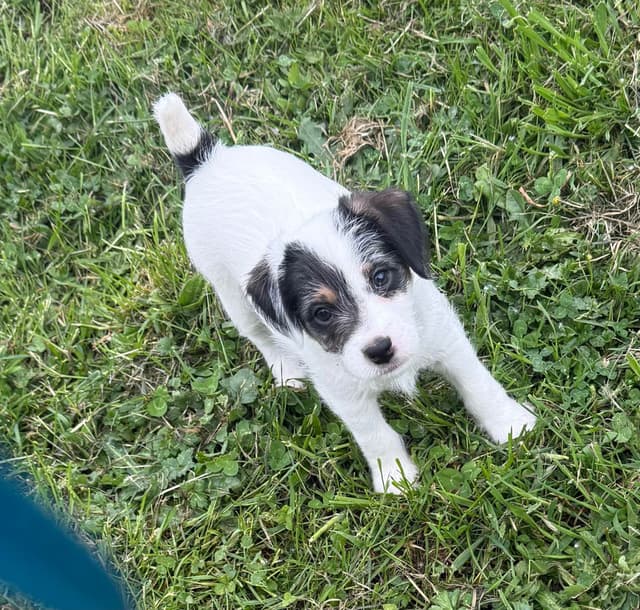 Parson Russell Terrier Puppies media 3