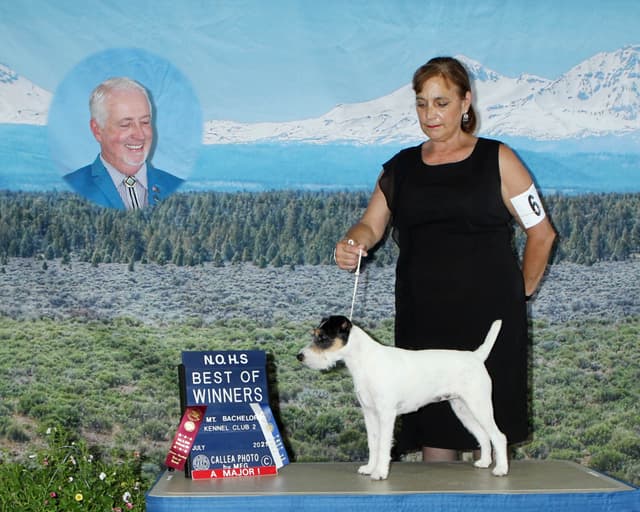 Parson Russell Terrier Puppies media 4