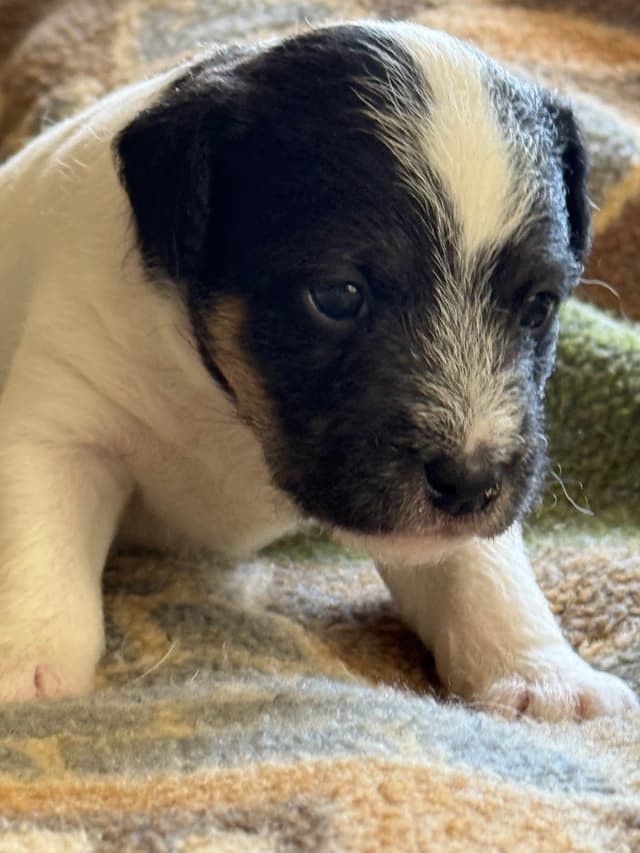 Parson Russell Terrier Puppies media 5