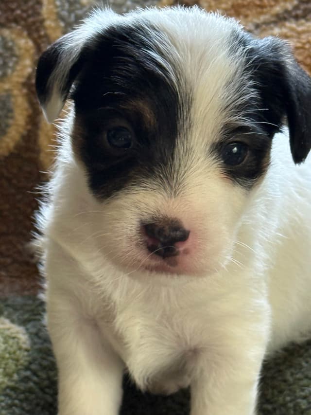 Parson Russell Terrier Puppies media 6
