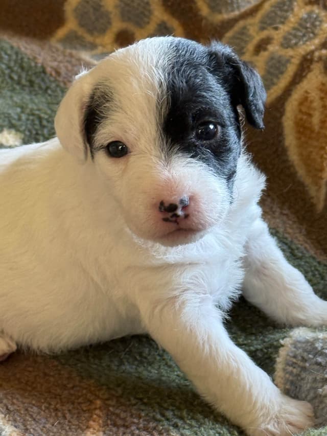 Parson Russell Terrier Puppies media 7