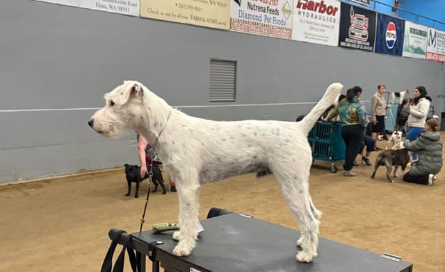 Parson Russell Terrier Puppies media 8