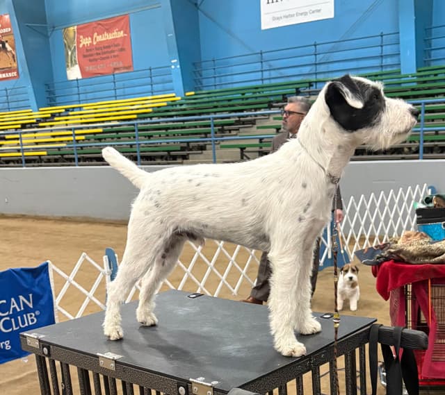 Parson Russell Terrier Puppies media 9