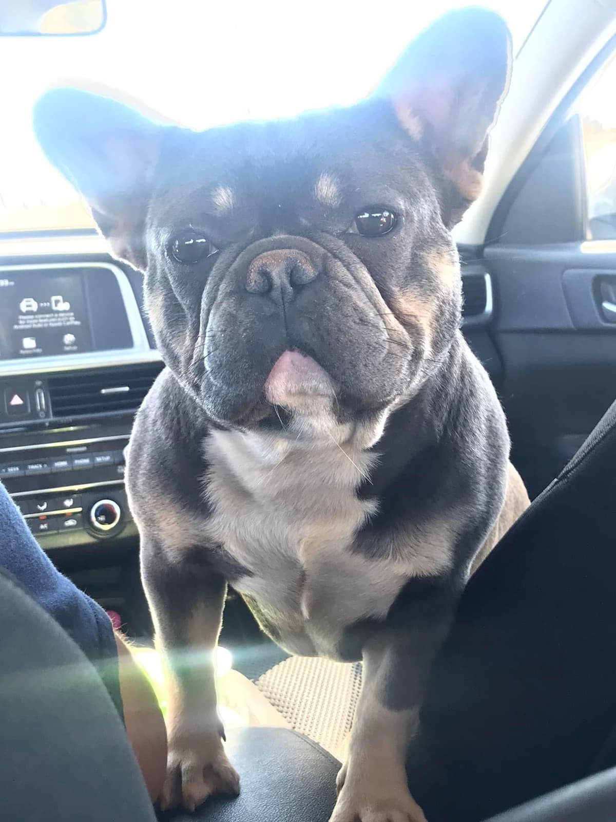 French Bulldog Female breeder image 3