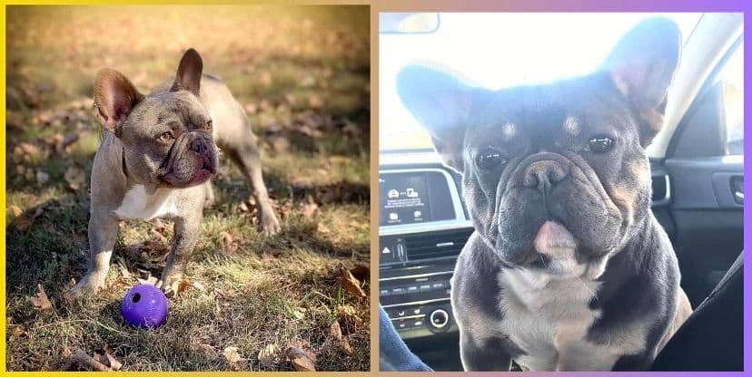 French Bulldog Female breeder image 5