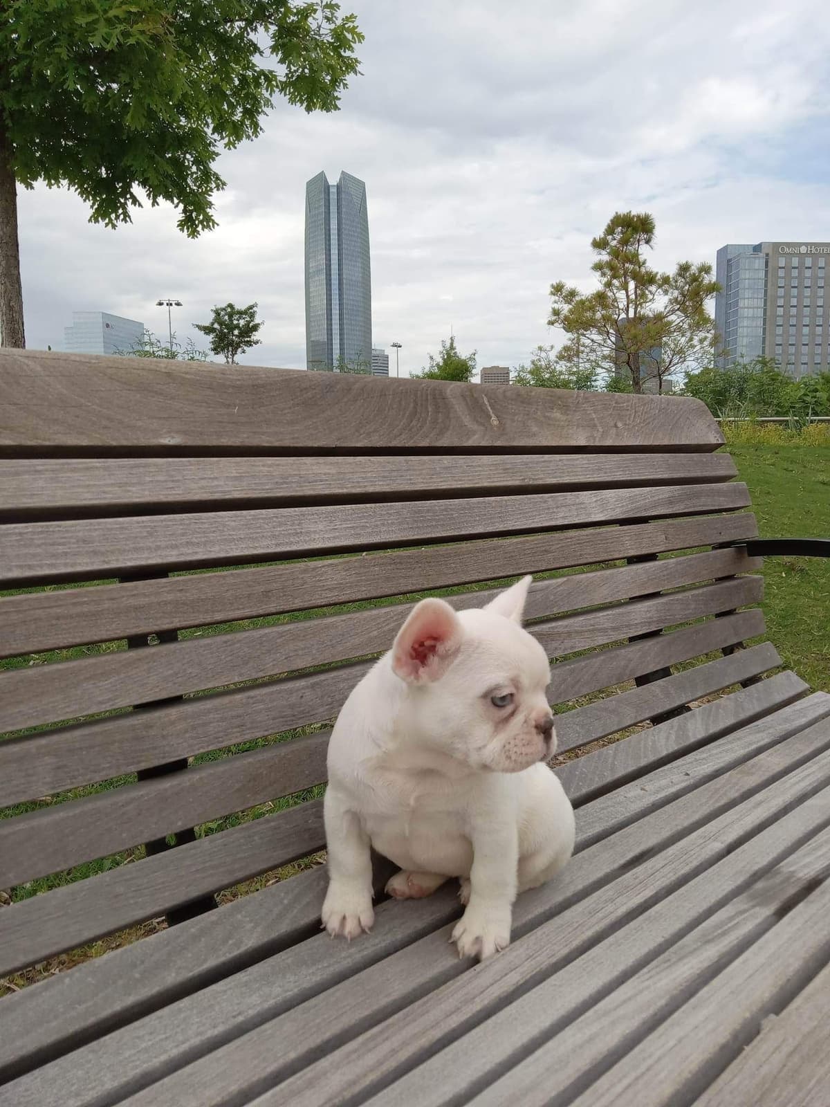French Bulldog Female breeder image 6