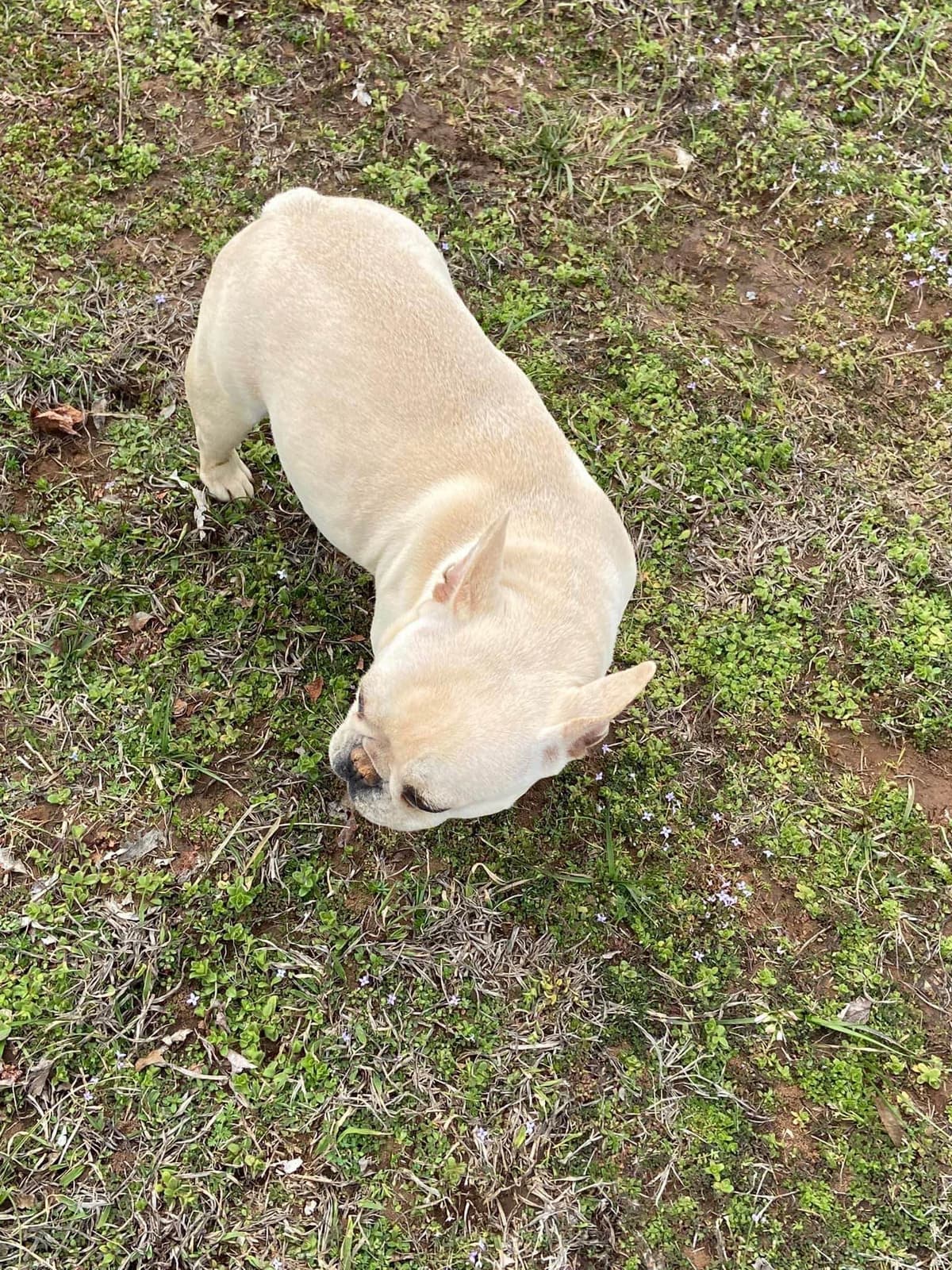 French Bulldog Female breeder image 7